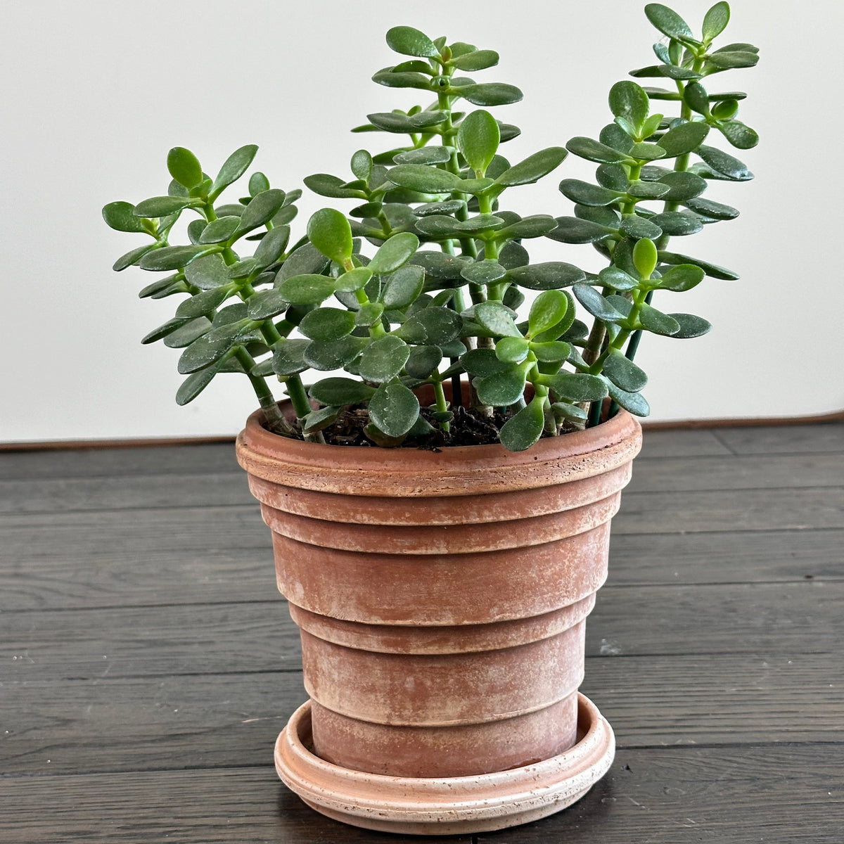 Potted Jade Plant