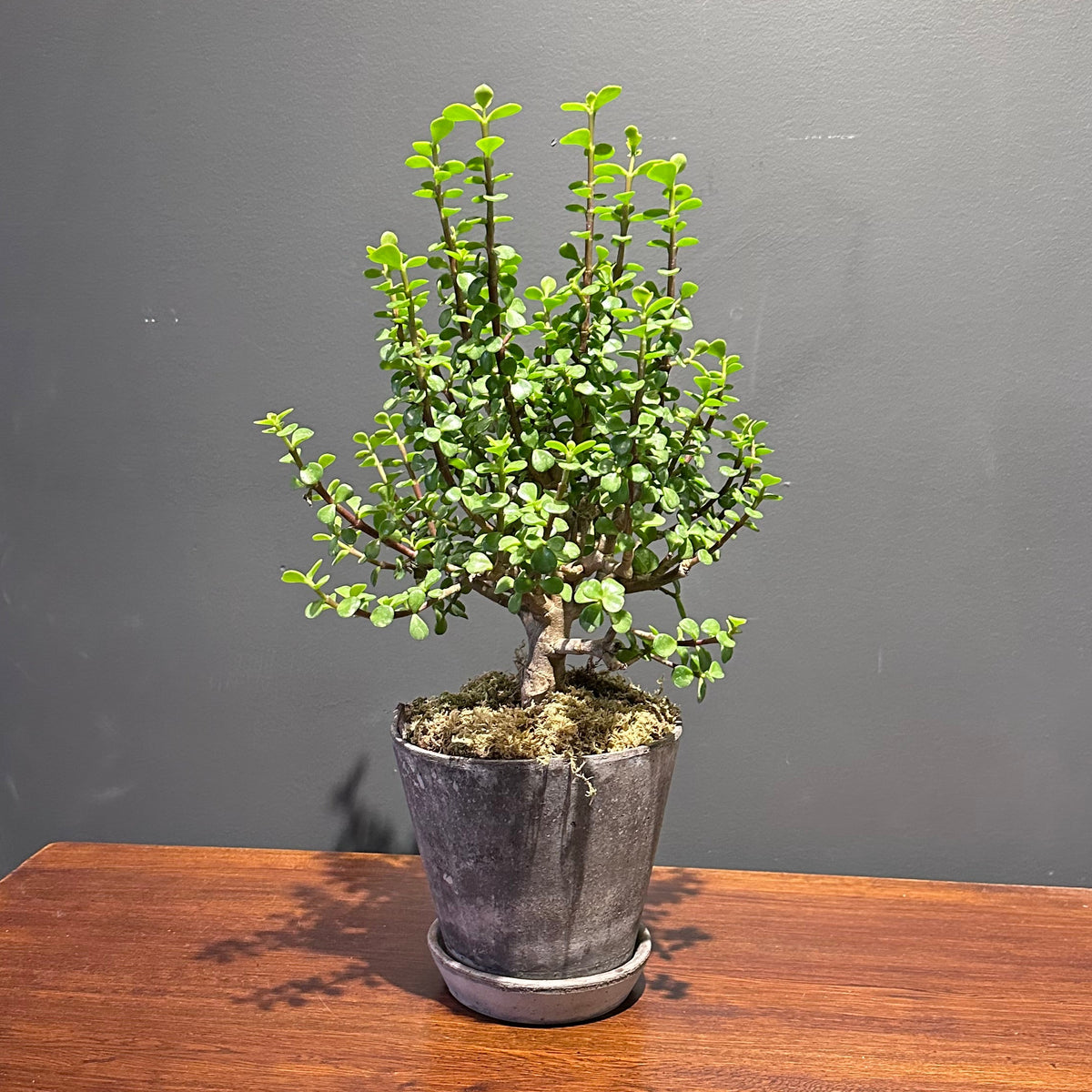 Potted Jade Plant