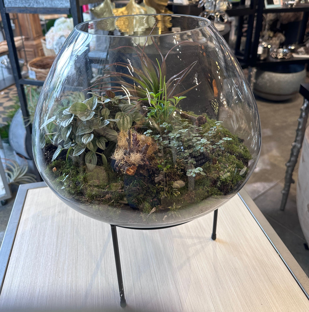 Open Glass Terrarium