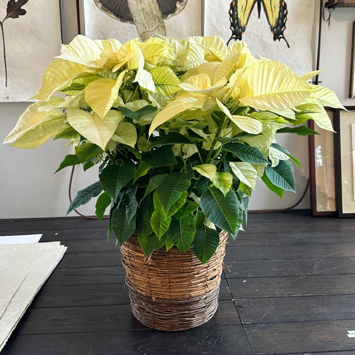 Poinsettia Plant Red