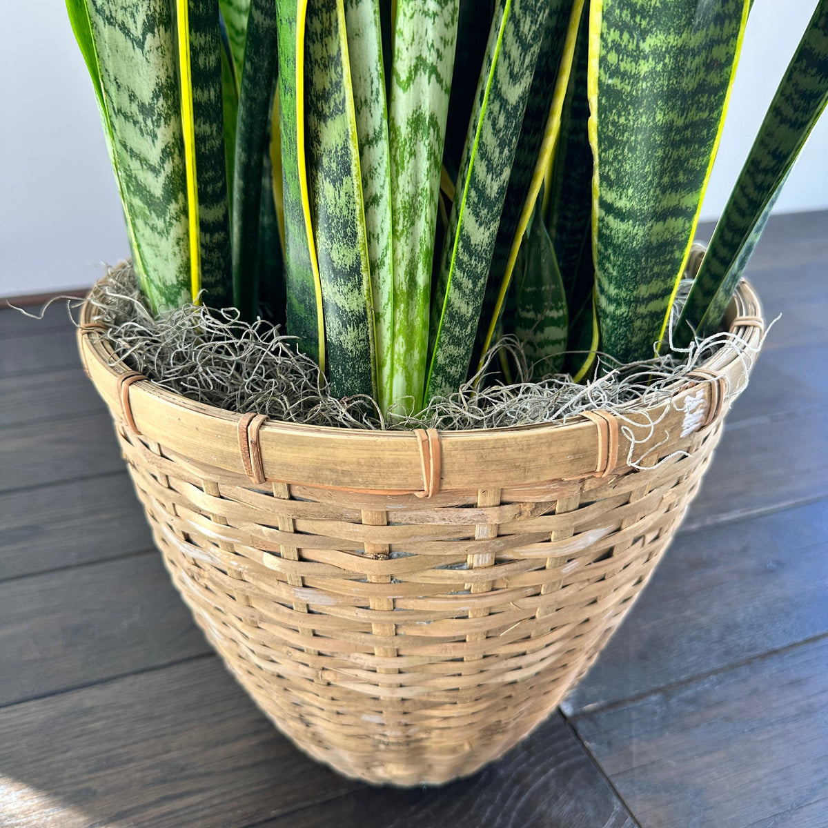 Sansevieria ( Snake Plant )