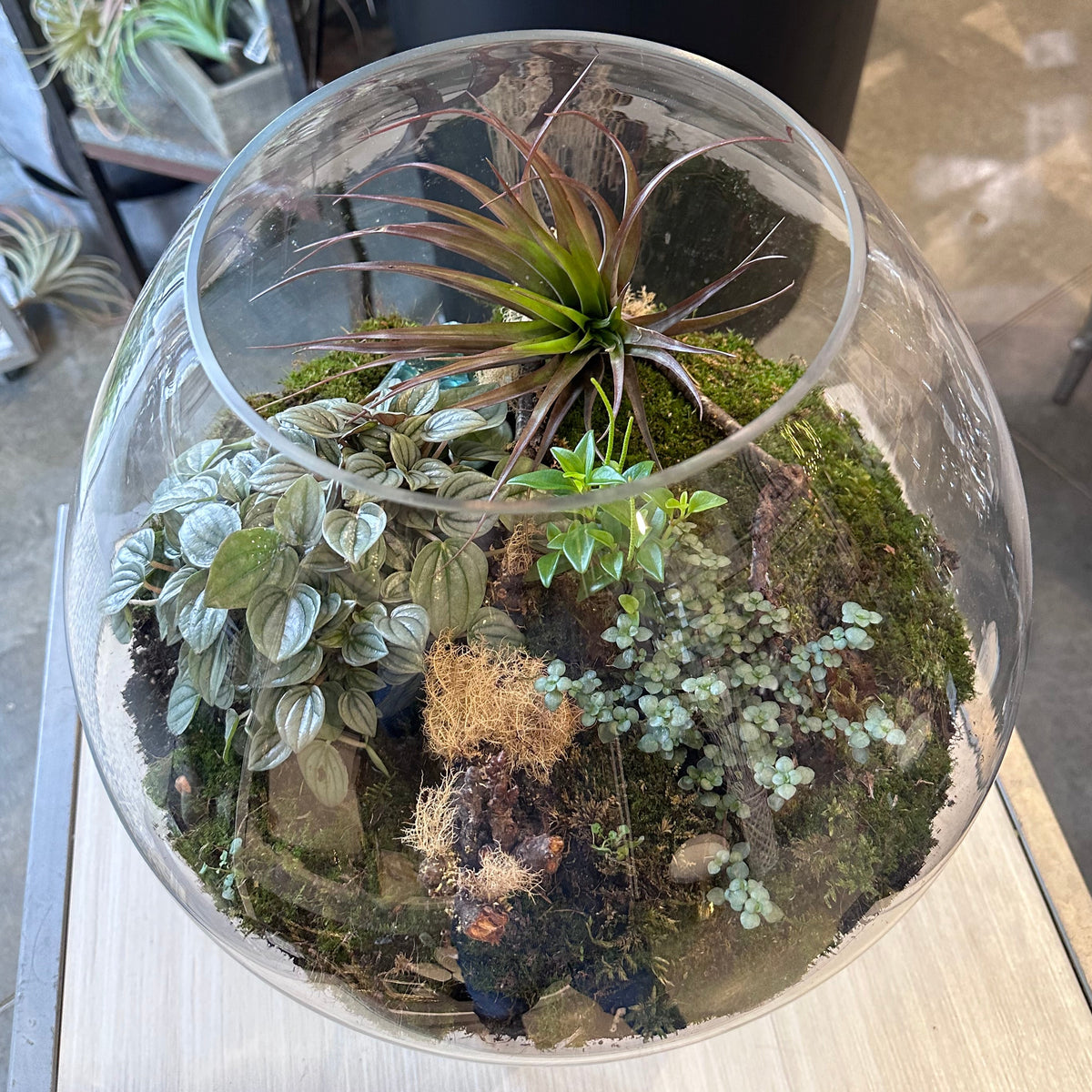 Open Glass Terrarium