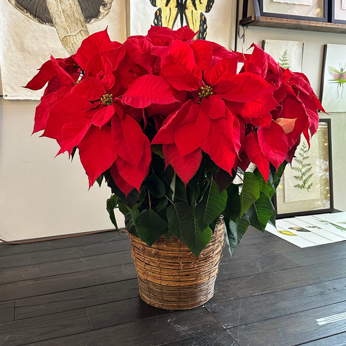 Poinsettia Plant Red