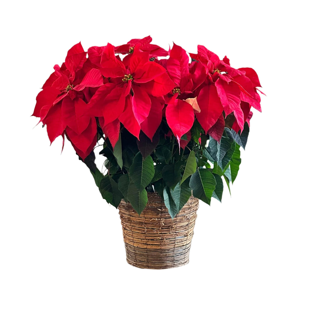 Poinsettia Plant Red