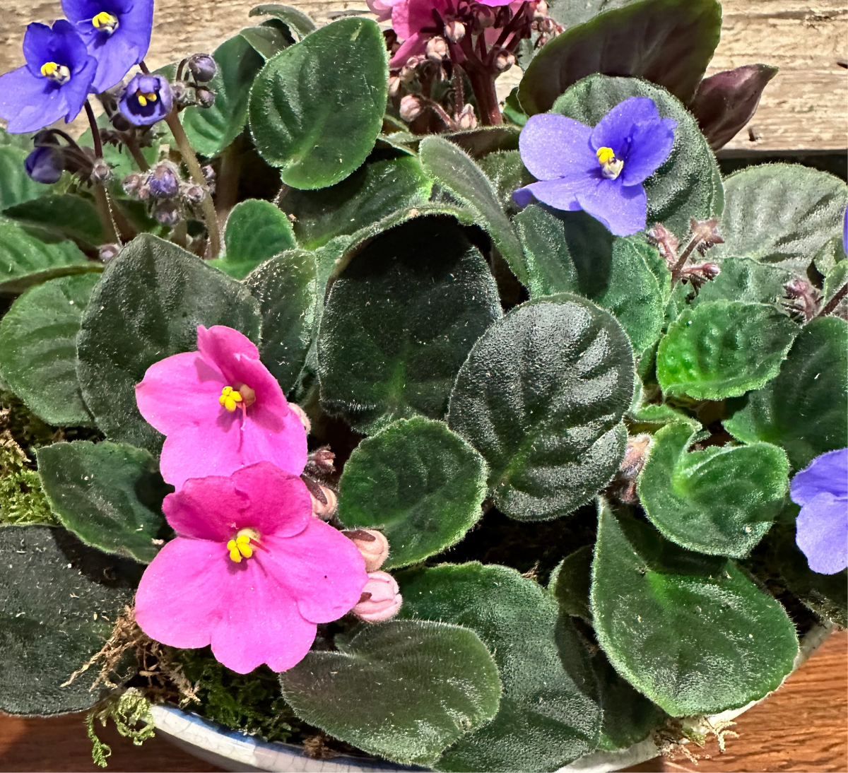 African Violets Garden