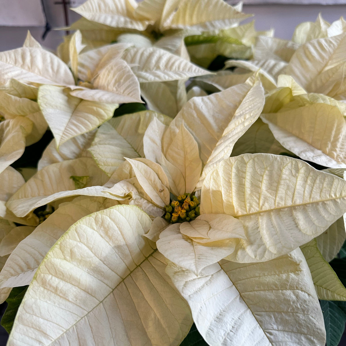 Poinsettia Plant Red