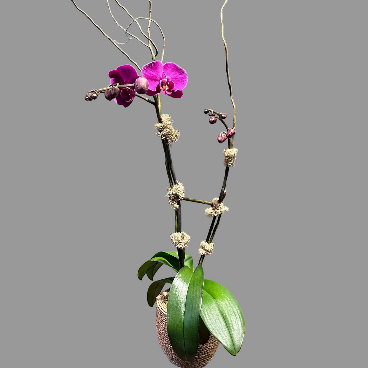 Orchid Elegance