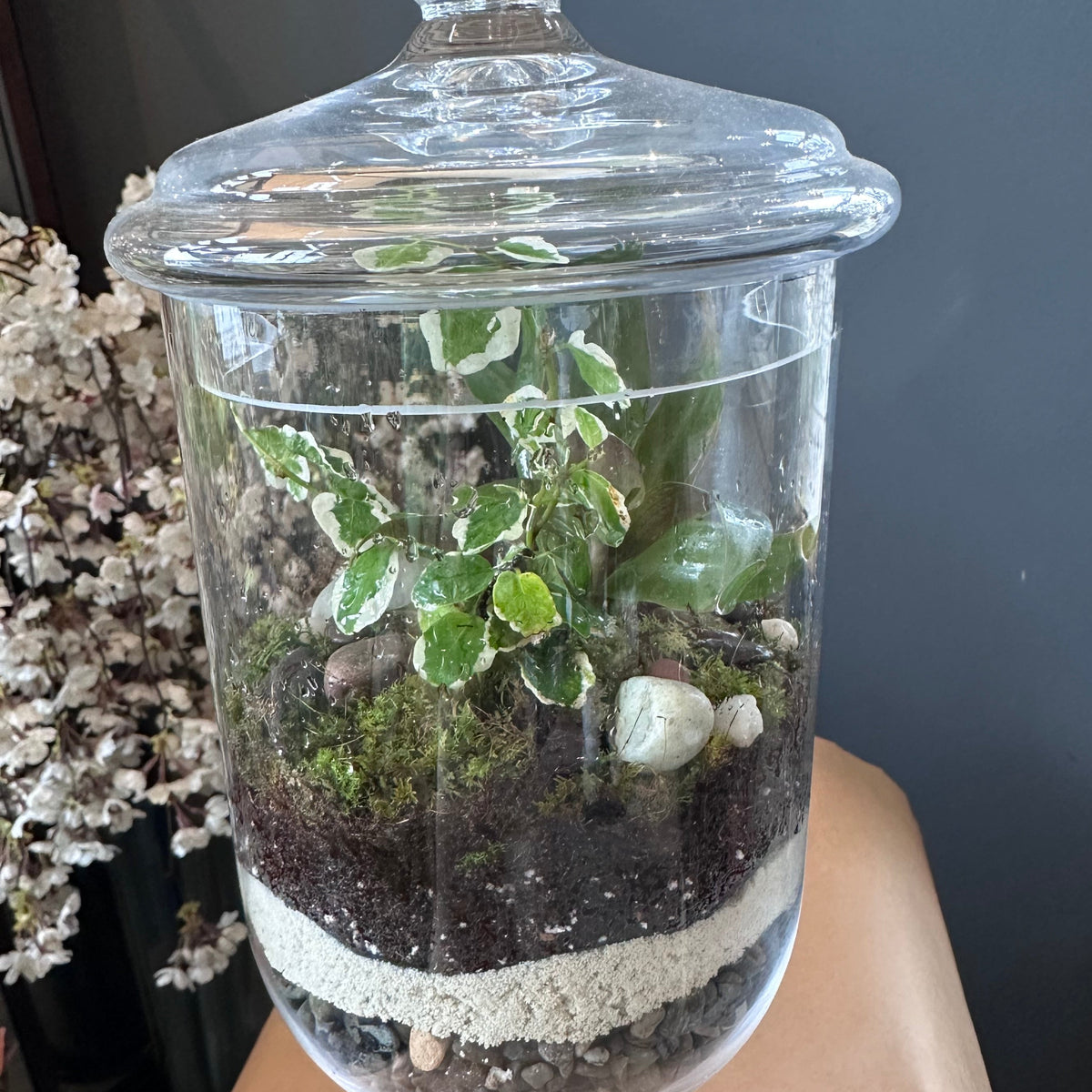 Terrarium