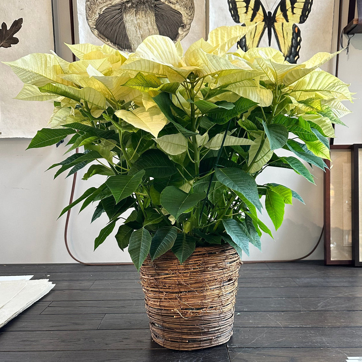 Poinsettia Plant Red