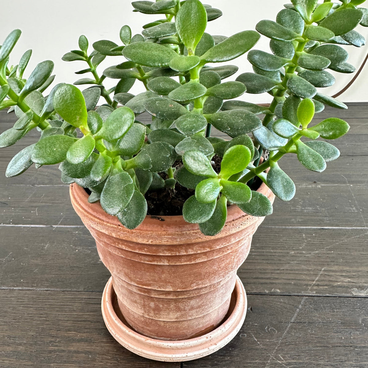 Potted Jade Plant