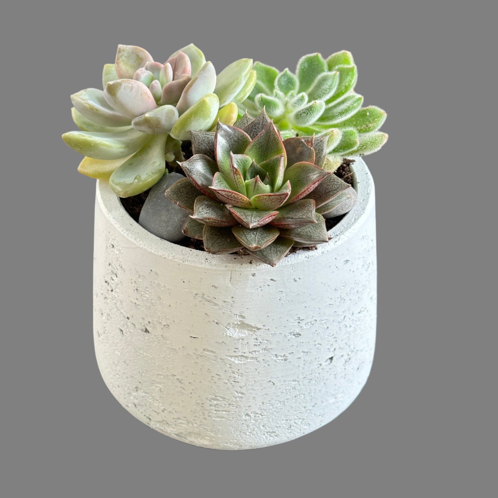 succulent planters small Petite Succulent Garden