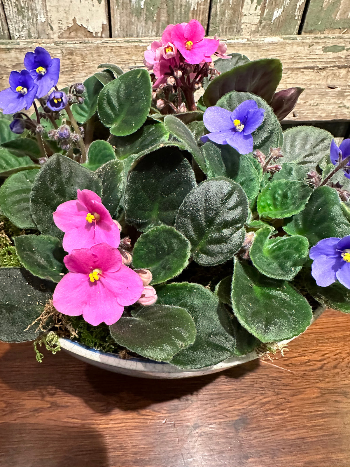 African Violets Garden