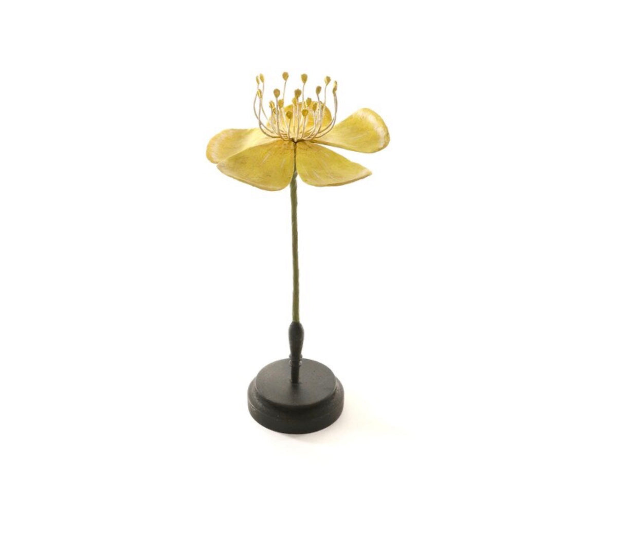 Botanical Model