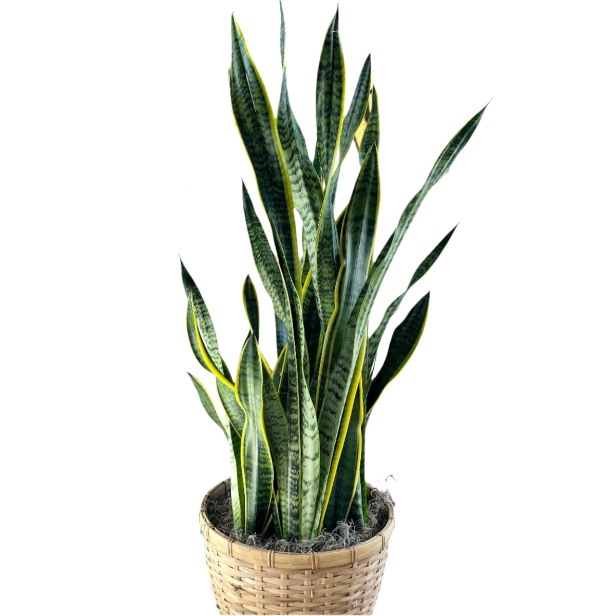 Sansevieria ( Snake Plant )