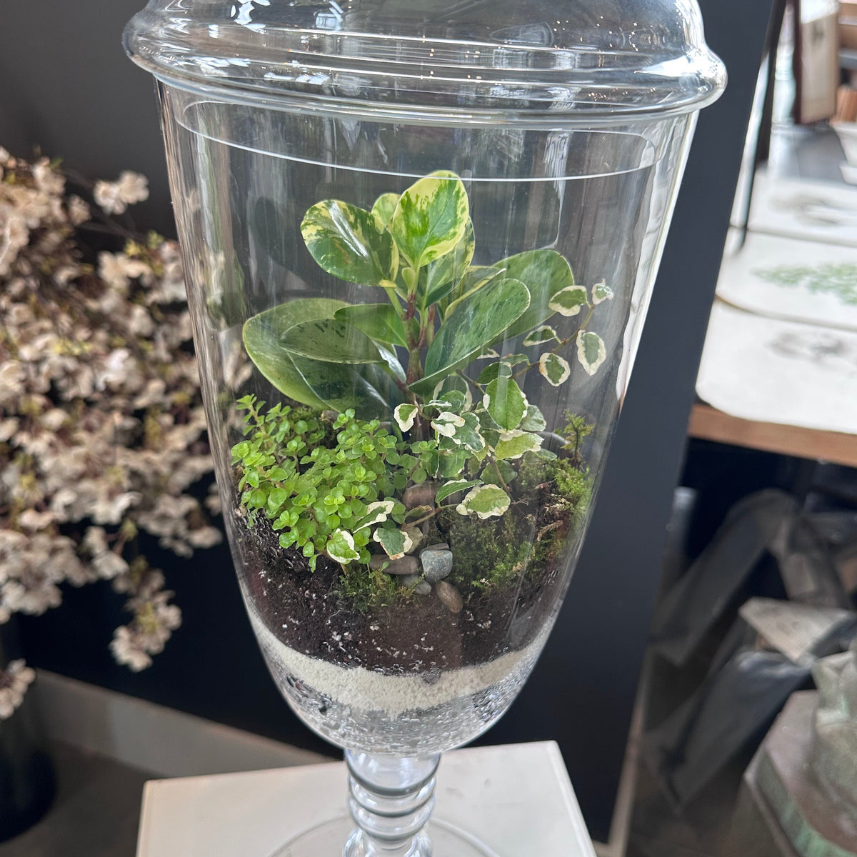 Terrarium