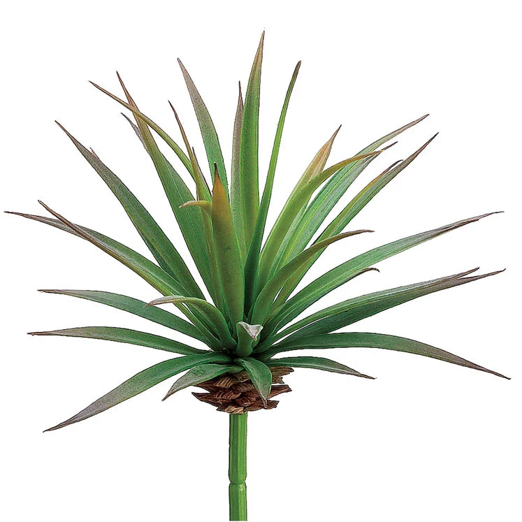 6&quot; Yucca Plant