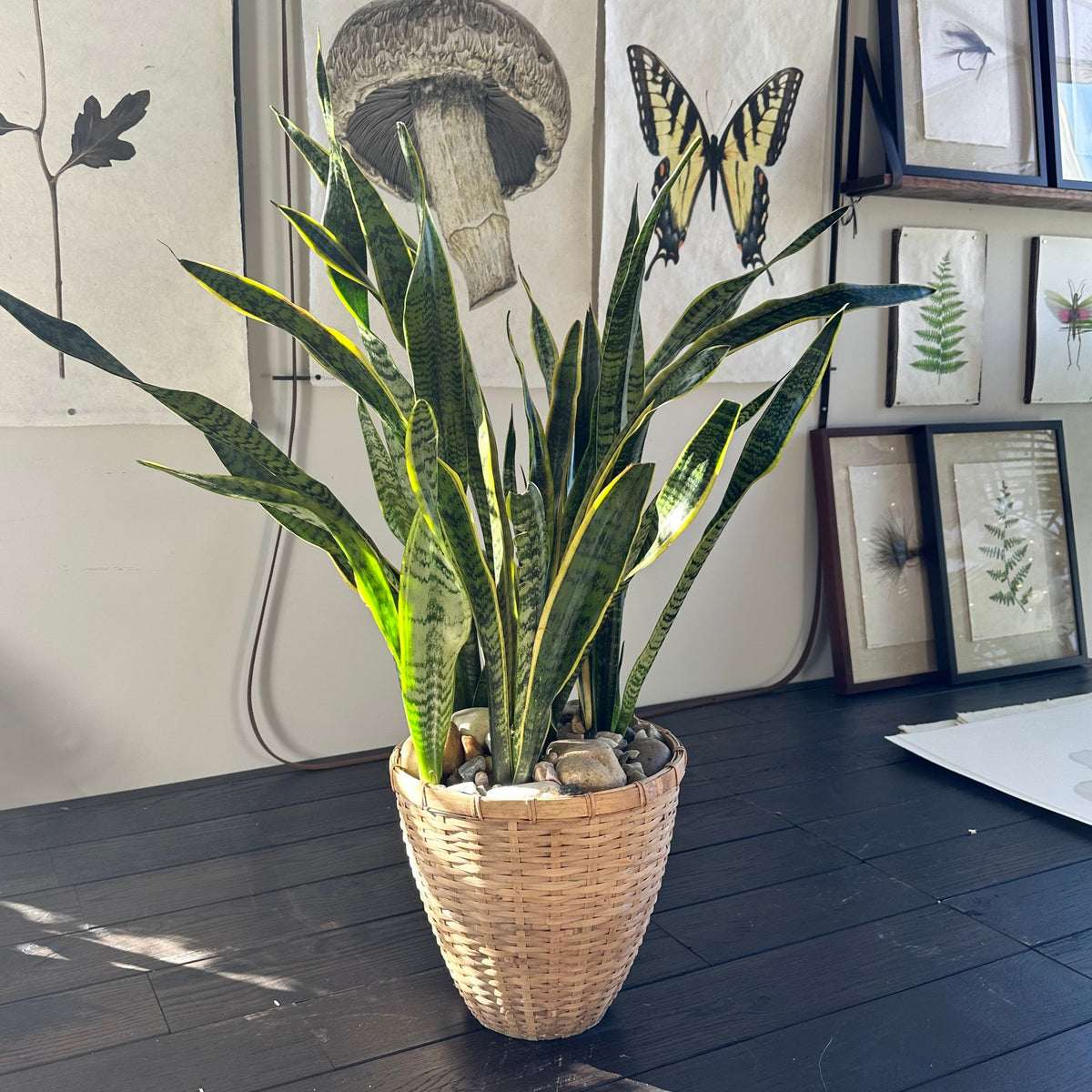 Sansevieria ( Snake Plant )