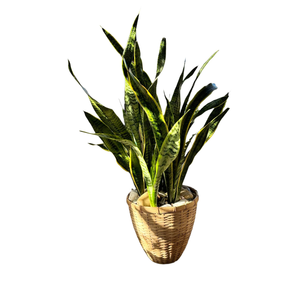 Sansevieria ( Snake Plant )