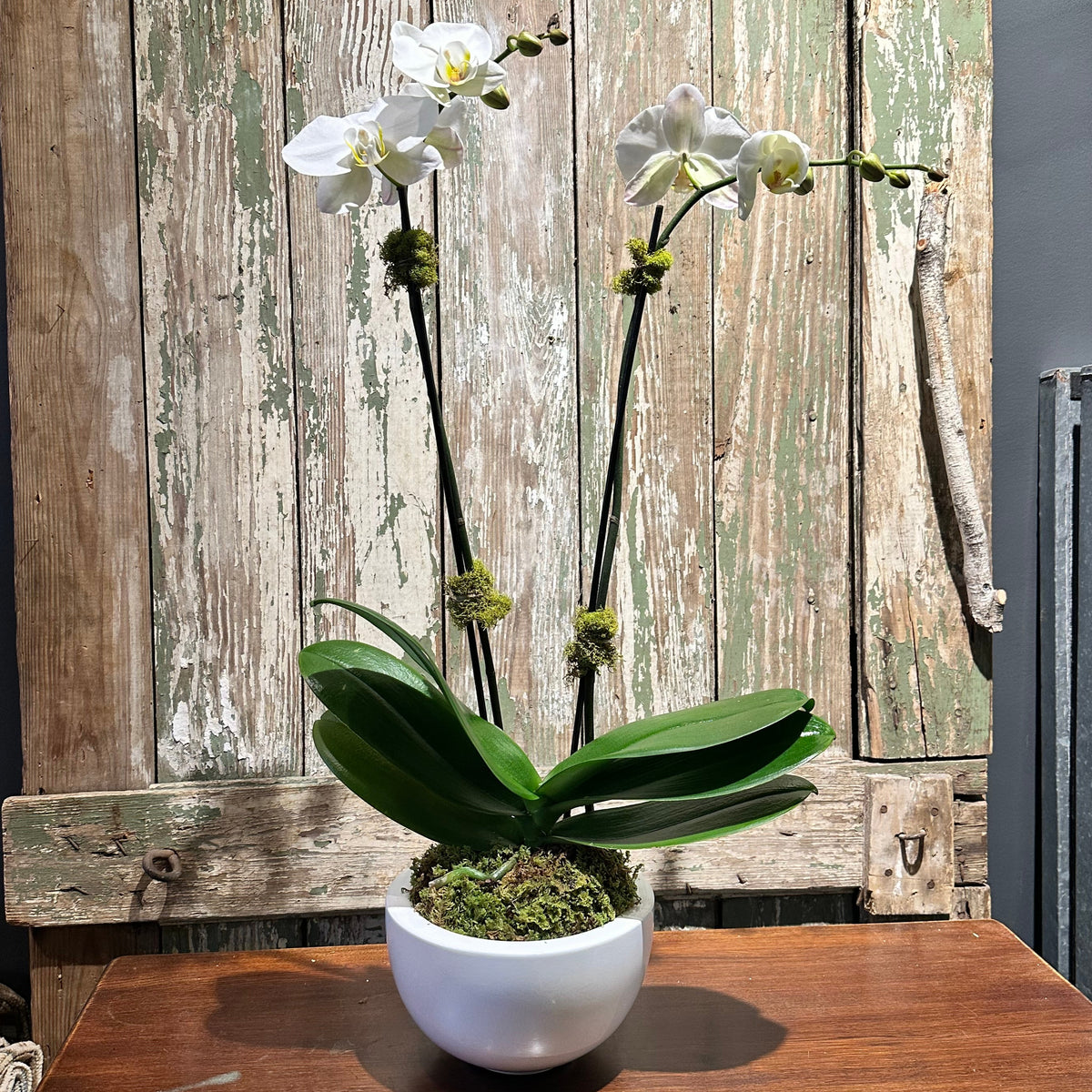 Classic White Orchid