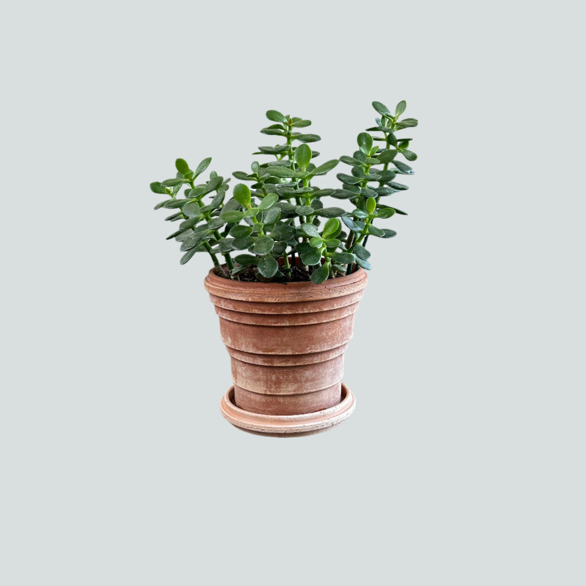 Potted Jade Plant