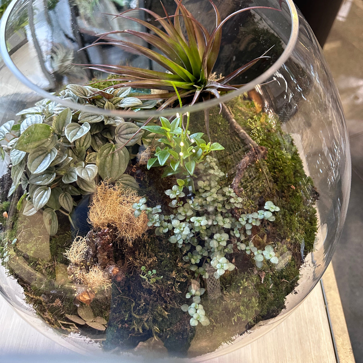 Open Glass Terrarium