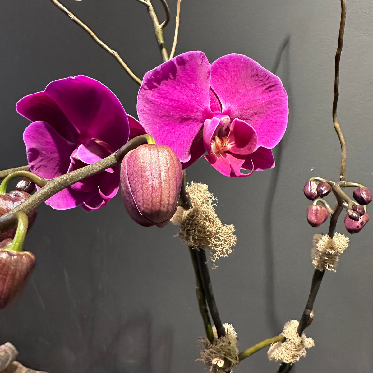 Orchid Elegance