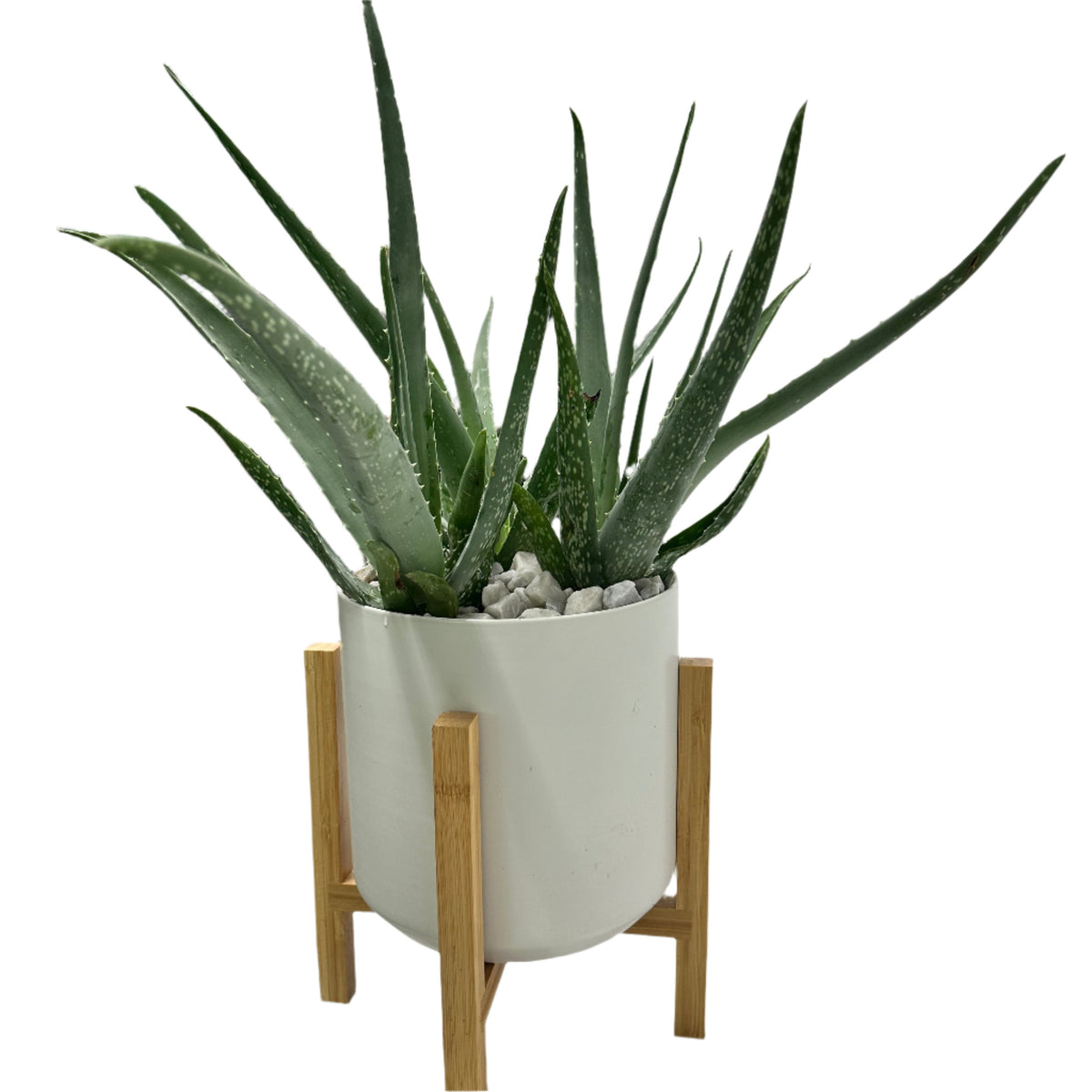 Aloe Vera Contemporary