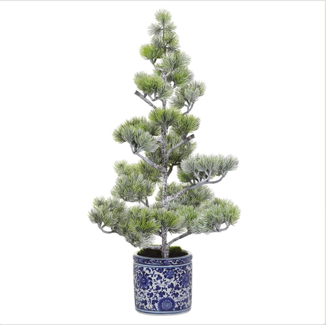 Noble Fir Tree in Ceramic Vase