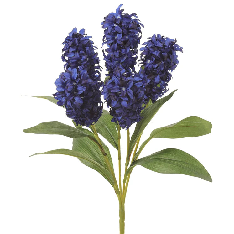 Hyacinth Plant