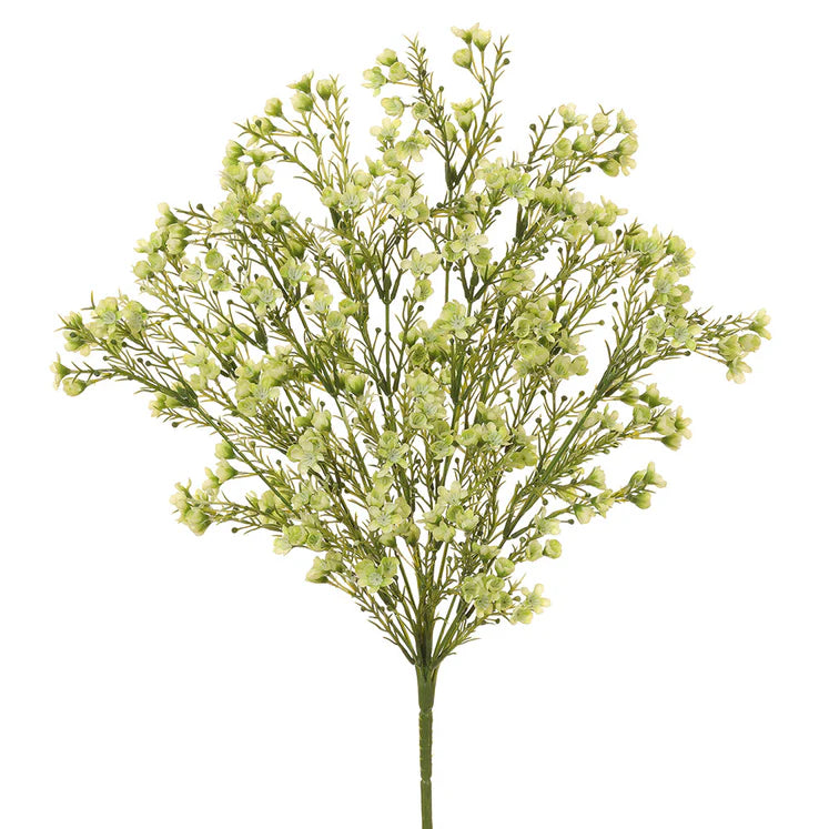 19&quot; Waxflower Plant