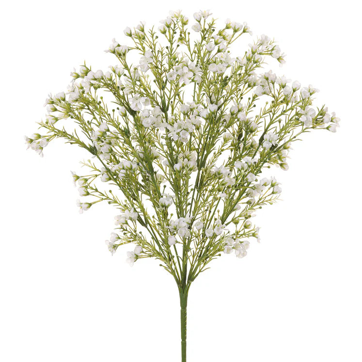 19&quot; Waxflower Plant