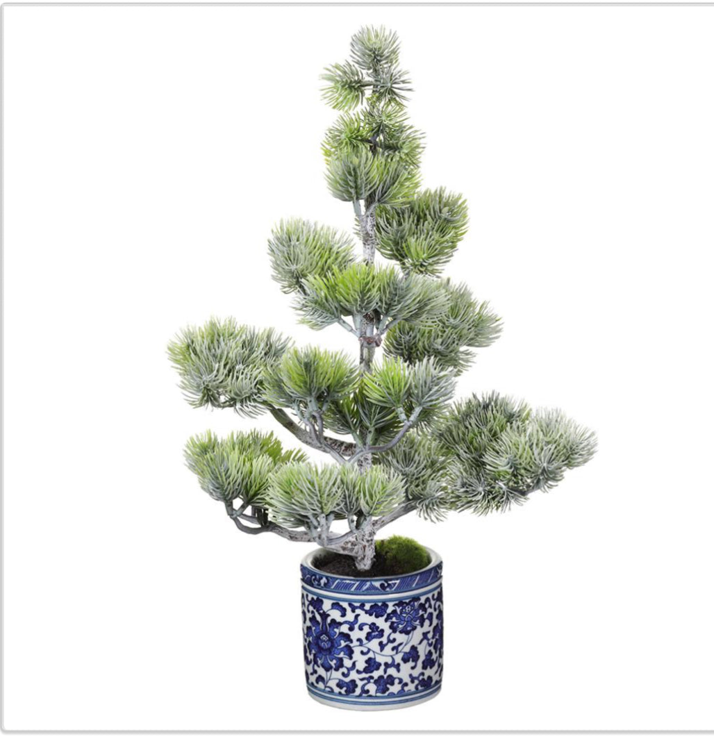 Noble Fir Tree in Ceramic Vase