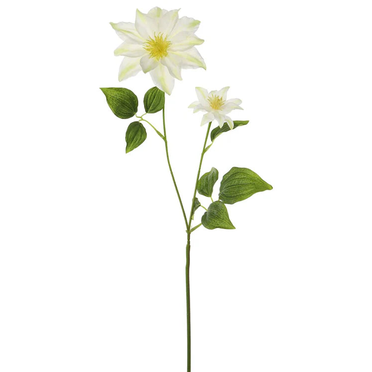 34&quot; Clematis Stem