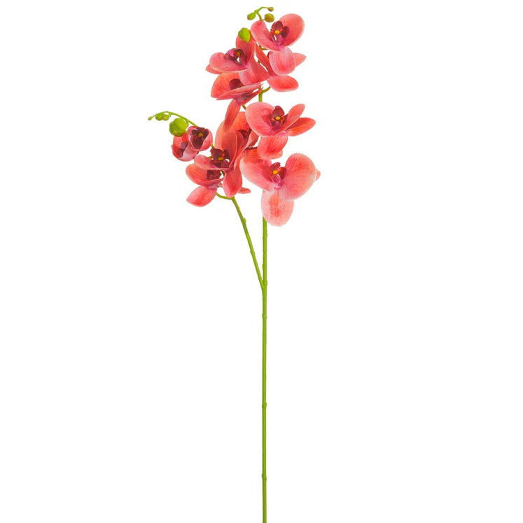 37&quot; Phalaenopsis Orchid Stem