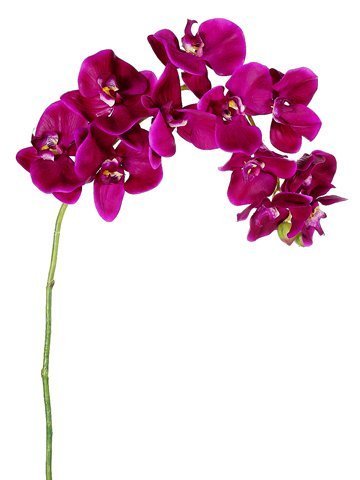 37&quot; Phalaenopsis Orchid Stem Purple