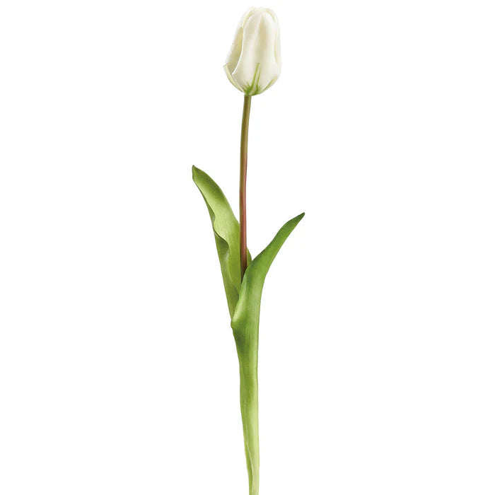 19' Tulip Bud