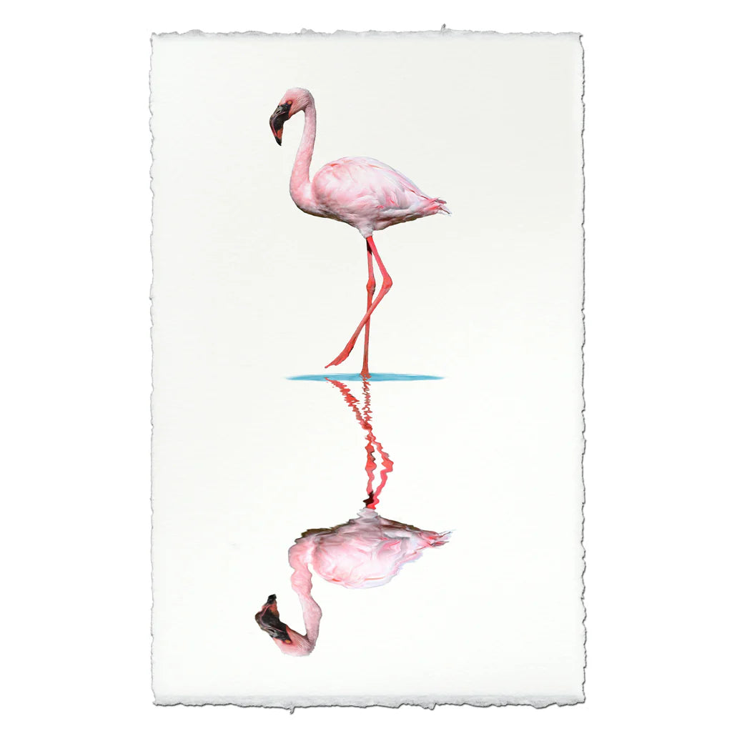 Flamingo2