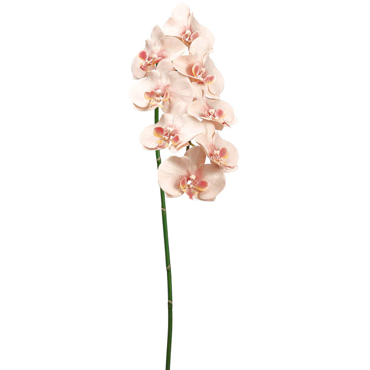 40&quot; Phalaenopsis Orchid Stem