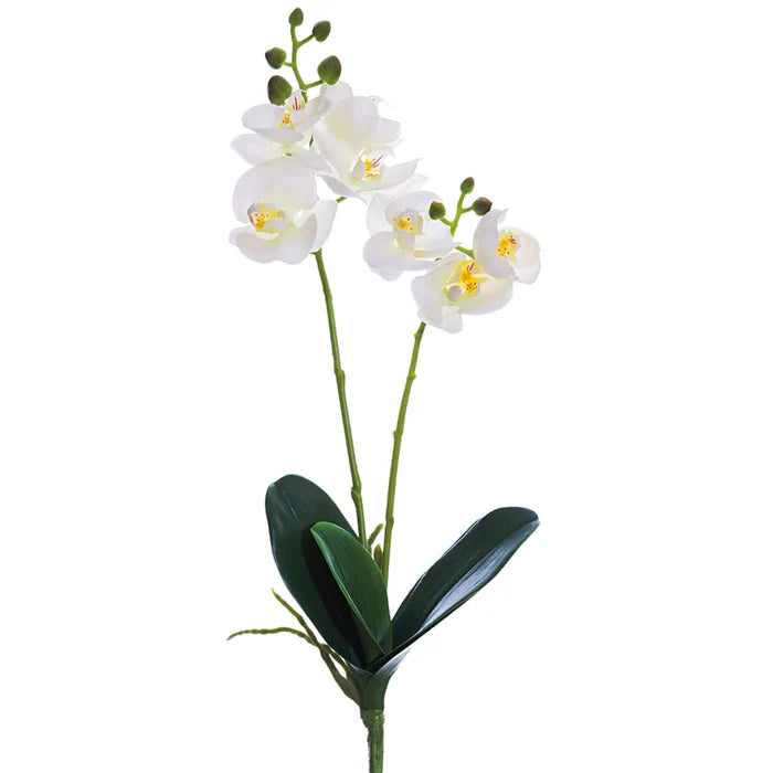 18.5" Phalaenopsis Orchid Plant