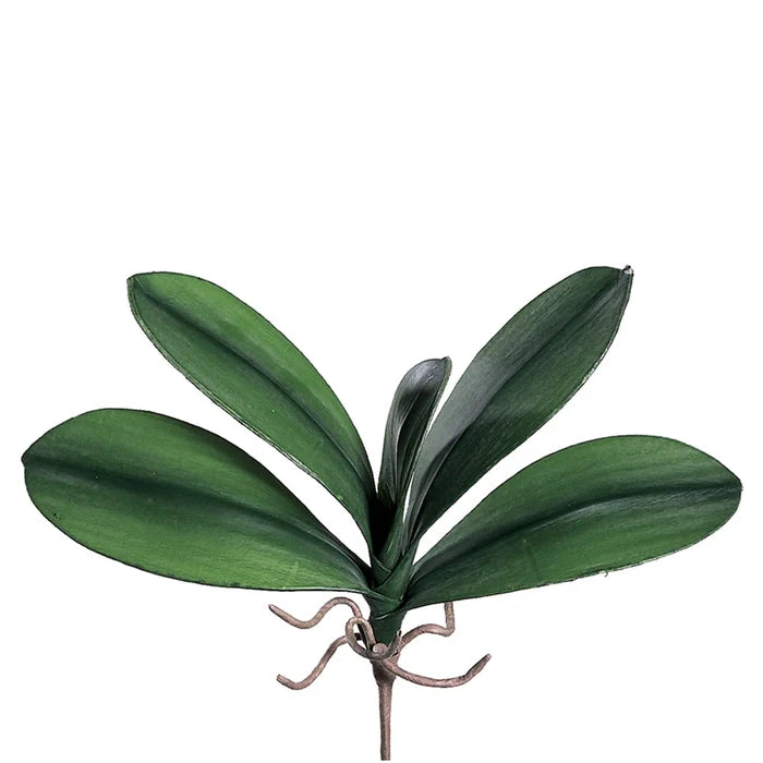10.5" Phalaenopsis Orchid Leaf