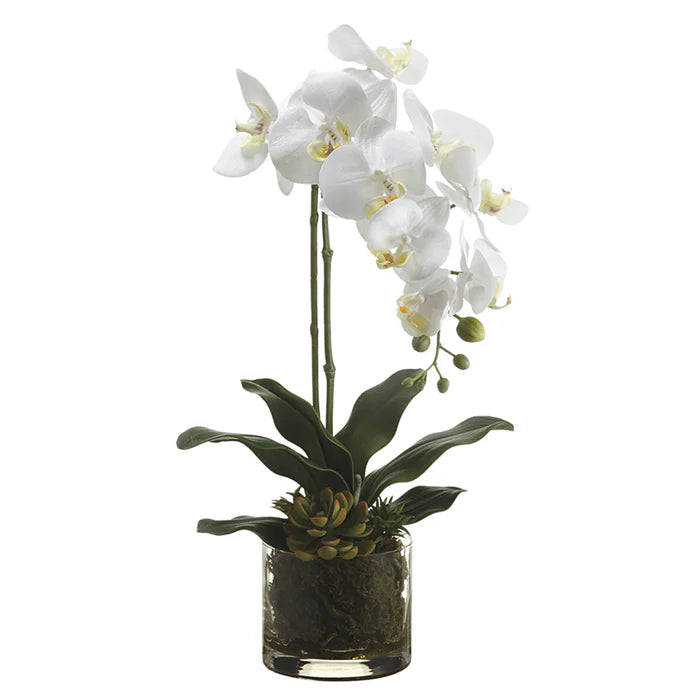 20" Phalaenopsis Orchid & Echeveria Plant