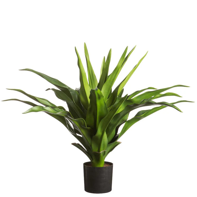 31&quot; Agave Plant