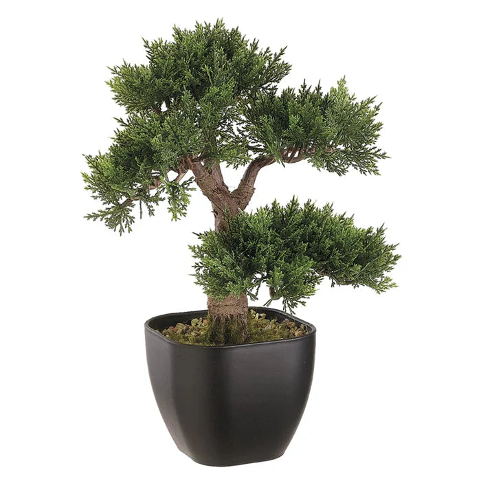 15" Cedar Bonsai Tree