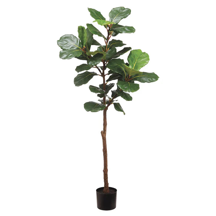 6' Fiddle Leaf Tree