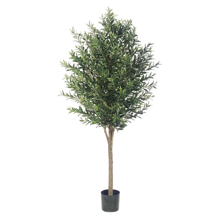 6' Olive Tree