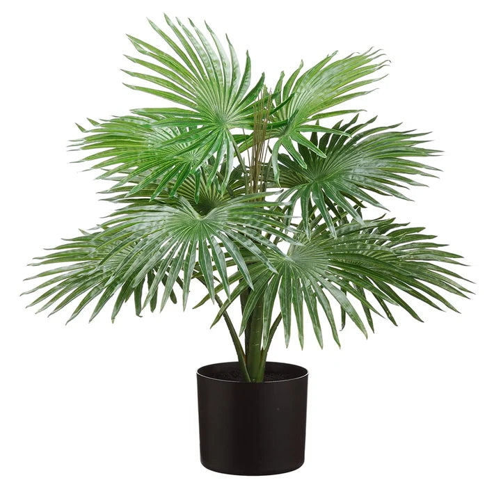 25"  Fountain Palm Plant