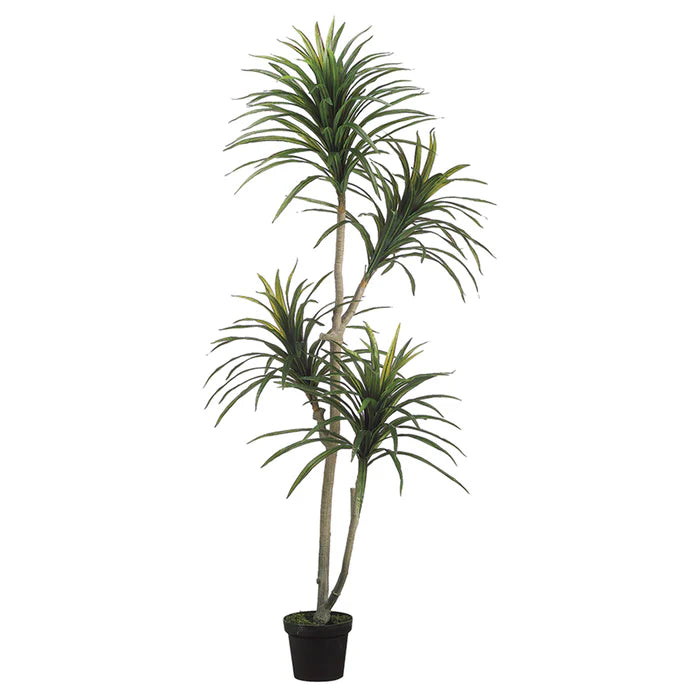 6' Yucca Tree