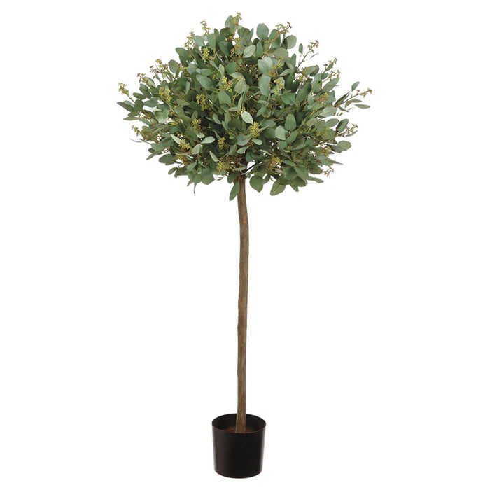 4' Eucalyptus Standard Topiary Tree