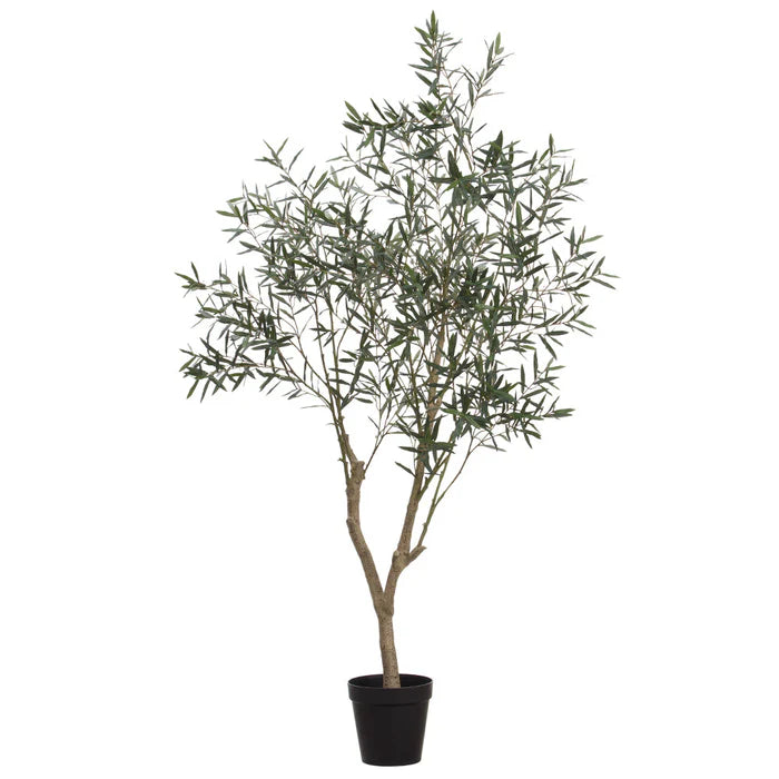 7' 10" Olive Tree