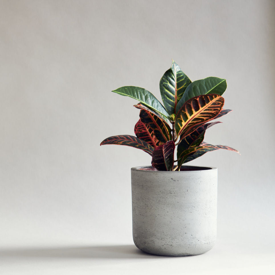 a beautiful plant in a small and minimalistic grey pot, with a grey wall as background